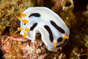 ダイアナウミウシ Chromodoris alcalai