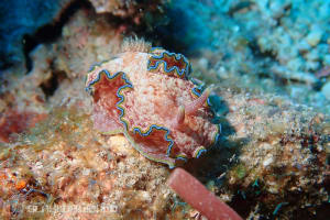 Glossodoris cf. cincta