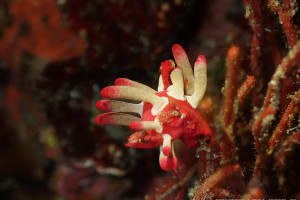 ミナミヒロウミウシ Ceratodoris nakamotoensis