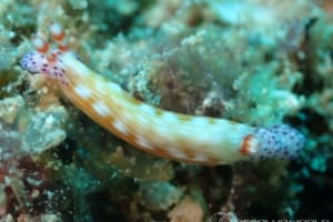 アオウミウシ属の一種 17 Hypselodoris sp.17
          loading=