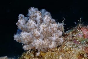 ケーラーミノウミウシ Phyllodesmium koehleri