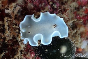 Glossodoris misakinosibogae