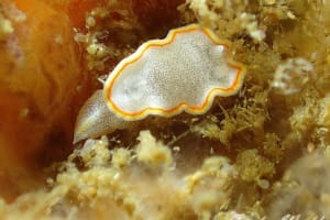 ミツイラメリウミウシ Diaphorodoris mitsuii