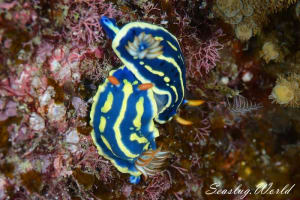 アオウミウシ Hypselodoris festiva