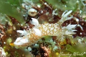 ヤマトユビウミウシ Bornella hermanni