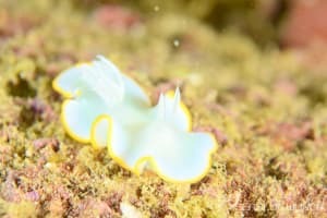 メレンゲウミウシ Ardeadoris egretta