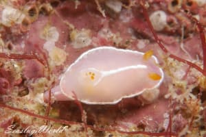 シモダイロウミウシ Hypselodoris shimodaensis