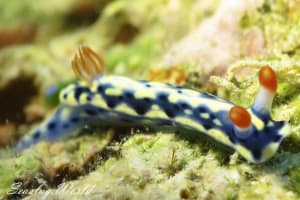 Hypselodoris infucata