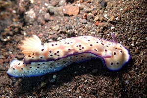 マダライロウミウシ Hypselodoris tryoni