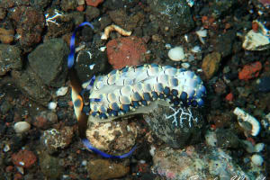 リュウキュウカスミミノウミウシ Cerberilla affinis