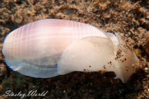 カイコガイ Aliculastrum cylindricum