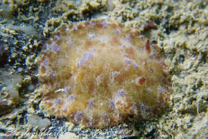 Discodoris cebuensis