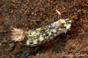 Hypselodoris roo