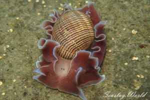 Hydatina physis