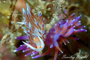 クラテナ・ペレグリーナ Cratena peregrina