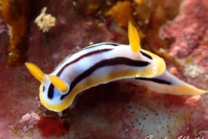 Chromodoris strigata