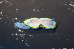 Glossodoris cf. cincta