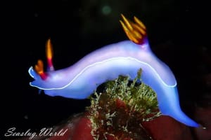 Hypselodoris bullockii