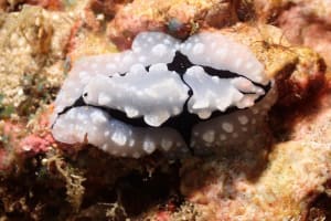 トサカイボウミウシ Phyllidiopsis shireenae