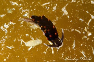 アリモウミウシ Ercolania boodleae