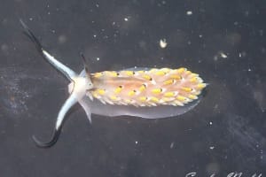 カスミミノウミウシ Cerberilla asamusiensis