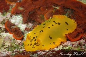 マダラウミウシ Dendrodoris fumata