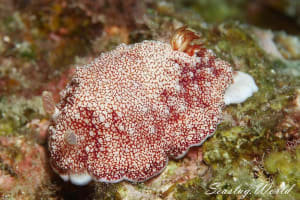 チリメンウミウシ Goniobranchus reticulatus