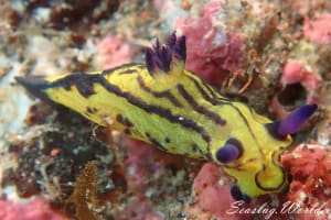 オオクチリュウグウウミウシ Tyrannodoris sp. 1