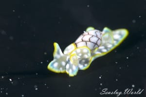 チャシボリガイ Micromelo undatus