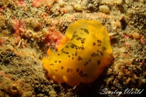 マダラウミウシ Dendrodoris fumata