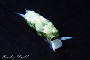 ネオンモウミウシ Costasiella fridae