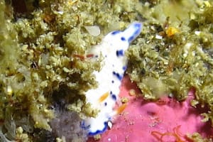 サガミイロウミウシ Hypselodoris sagamiensis