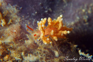 アカボシミノウミウシ Eubranchus echizenicus