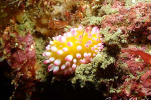 Cadlinella ornatissima