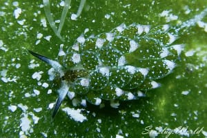 Costasiella paweli