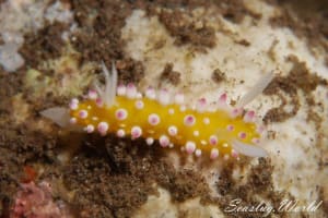 イガグリウミウシ Cadlinella ornatissima