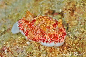 Goniobranchus reticulatus