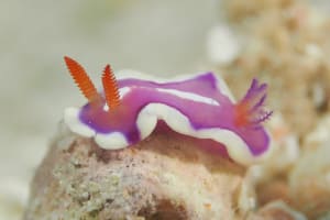 キベリアカイロウミウシ Mexichromis pusilla