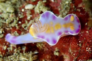 ニシキウミウシ Ceratosoma trilobatum