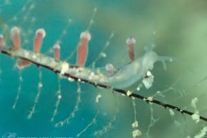 ホリミノウミウシ属の一種 27 Eubranchus sp.27