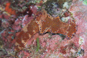 テヌウニシキウミウシ Ceratosoma tenue