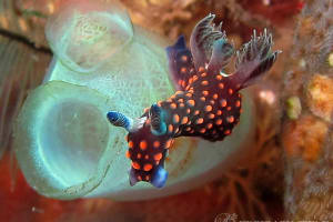 Nembrotha sp. 3