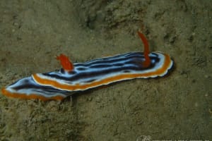 シライトウミウシ Chromodoris magnifica