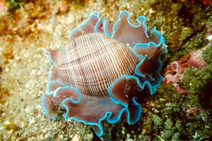 ミスガイ Hydatina physis