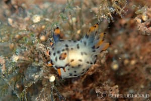 フジタウミウシ属の一種 2 Polycera sp. 2