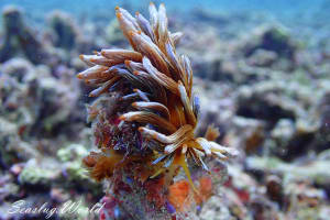 Phyllodesmium kabiranum