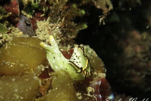 コノハミドリガイ Elysia marginata