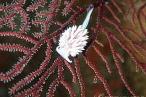 サクラミノウミウシ Sakuraeolis sakuracea