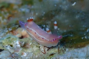 Thorunna australis