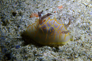 キスジカンテンウミウシ Halgerda diaphana